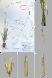 Image result for Agrostis quinqueseta