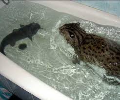 Russian Family Keeps Pet Fishing Cat Crazy Cats Funny Cat Pictures Funny Cats