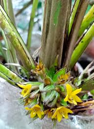 Image result for Hypoxidaceae