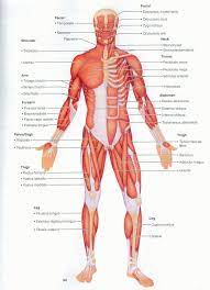 These muscles help the body bend at the waist. Superficial Muscle Diagram Google Search Human Muscle Anatomy Human Body Muscles Human Muscular System