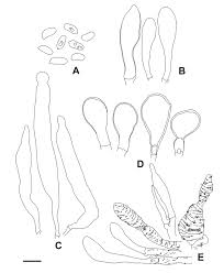 Image result for Marasmius sp.