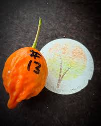 Image result for Tabernanthe