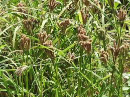 Image result for Eleusine coracana