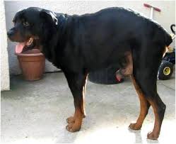 Dog Penis Bleeding Causes And Treatment