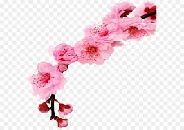 Shop wayfair for all the best cherry blossom flower arrangements. Cherry Blossom Cartoon Png Download 633 637 Free Transparent Blossom Png Download Cleanpng Kisspng