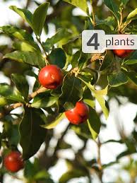 We did not find results for: 4 Plant Acerola Cherry Tree Superfruit Pkg Kens Nursery