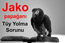 Jako Papagani Tuy Yolma 2020 Papagan Papaganlar Hayvan