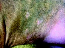 What are the signs of ringworm? Ringworm Isn T Either Whole Dog Journal