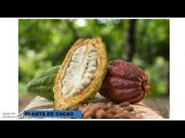 Son aquellas que producen materias primas para elaborar diversos productos. Ejemplos De Plantas Industriales Y Ornamentales Youtube