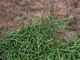 Image result for Selaginella mittenii