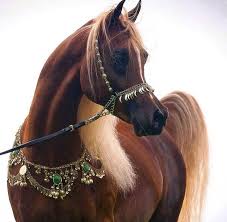 صوره حصان عربي اصيل Horses Arabian Horse Beautiful Arabian Horses