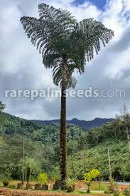 Image result for Caryota