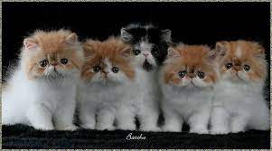 Shopping beli barang dapur ye. Jual Beli Kucing Parsi Area Melaka Posts Facebook