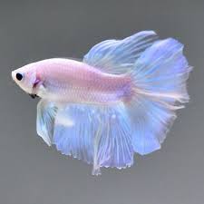 Live Betta Fish Male White Transparent Hm Nv37 From Thailand Pet Fish Betta Fish Tank Pretty Fish