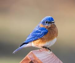 Bird Sounds Birds Singing Listen Bird Sounds Eastern Bluebird Blue Bird Eastern Bluebird Bird