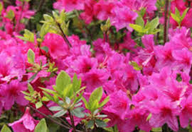When to cut back azaleas best time? 7 Reasons Why Your Azaleas Are Not Blooming Gardener Report