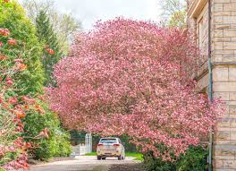 Most species are deciduous shrubs or small trees. Pittsburgh In Bloom Carlos Corona
