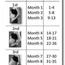 Baby Trimesters Chart How Many Months Is 21 Weeks Pregnancy