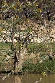 Image result for Aeschynomene elaphroxylon