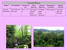 2 4 rainforests deserts geography for 2021 beyond from www.geographypods.com revision helper for natural vegetation the geographical free! Terrestrial Biomes Biomeprecipitationtemperat Ure Plant Species Animal Species Geographic Location Abiotic Factors Tropical Rainforest Cm Per Ppt Download