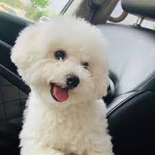 Every day is better with a furry companion by your side. Bichon Frise Puppies For Sale Breeders In Texas