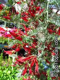 Image result for Lotus berthelotii