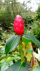 Image result for Costus