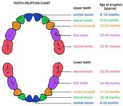 estimate age of animals