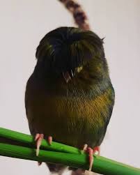 Tropical Bird With Hair On Head Meet Barry The Canary The Bird With A Bowl Feathercut Who Won Over The Internet S Hearts With His Looks In 2020 Cute Baby Animals Canary Creepy Movies