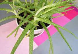 We did not find results for: Make This Diy Ombre Table Runner In 15 Minutes
