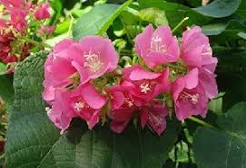 Image result for Dombeya