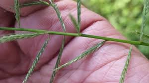 Image result for Dinebra