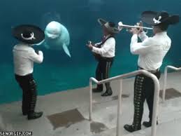 Have A Whale Of A Time Beluga Whale Mammals Beluga