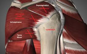 Image result for Rotator Cuff Injury
