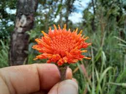 Image result for Hypericophyllum