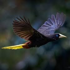 Image result for Dolichos pseudocajanus