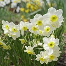 Daffodil Tenuior Narcissus Fluwel