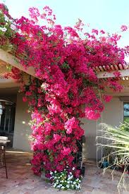 Bougainvillea Vine Ideas Vineideas Vine Ideas Climbing Flowers Garden Vines Flowering Vines