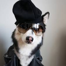 Люк уилсон, эдди иззард, дж.к. 15 Bad Ass Dog Costumes For Punk Rock Day The Dog People By Rover Com