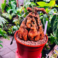 Image result for Momordica boivinii