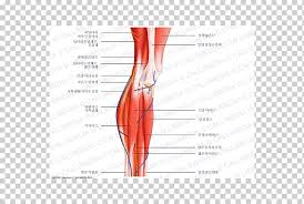 Like the quadriceps, the hamstring muscle group also contains four separate muscles: Crus Knee Human Leg Muscle Human Anatomy Superficial Temporal Nerve Angle Hand Foot Png Klipartz