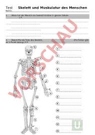 Diese muskel bilden ein gegengewicht zur schwerkraft. Arbeitsblatt Test Skelett Und Muskeln Biologie Anatomie Physiologie