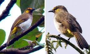 Perbedaan Cucak Wilis Jantan Dan Betina Beserta Perawatannya Betina Burung Alis Mata