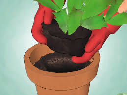 Le schlumbergera truncata, surnommé cactus de noël, ne fleurit que si les nuits sont longues, ce qui est le cas en plein hiver. Comment Entretenir Un Cactus De Noel 14 Etapes