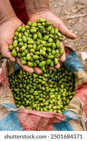 Image result for Aframomum polyanthum