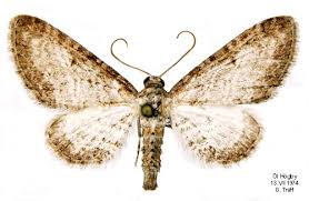 Image result for Eupithecia subumbrata