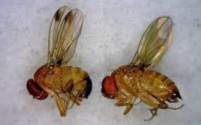 Here are three of the more common tiny insects that seal up cracks and place screens over attic vents and soffits. 3 Tiny Bugs You May Have Flying Around Inside Your House Right Now