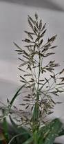 Image result for Eragrostis minor
