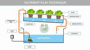 Difference Between Nft And Dwc Hydroponics Which One Is Better For You Plants Heaven