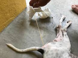 For dogs which are allowed to roam more free in rural areas where they can eat anything, you will probably want to do it more often. Deworming Puppies What To Expect After How And When To Worm
